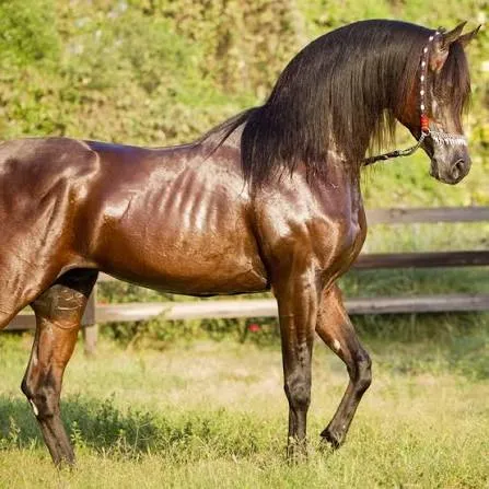 مروان الشقب