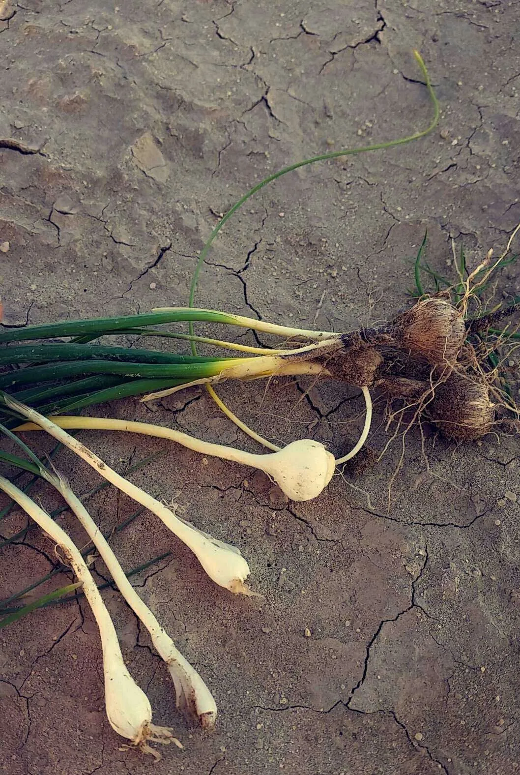 أنابيش عنصل